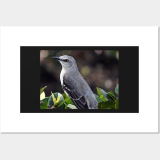 State Bird Northern Mockingbird Posters and Art